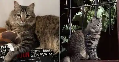 Se escapó a las 2 de la madrugada: desesperada búsqueda de Tony en San Lorenzo