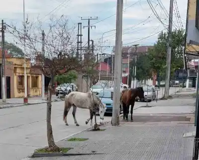 “Los Caballos Sueltos interfieren en la limpieza y el orden de Monteros”
