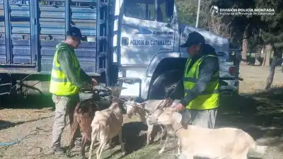 Diez cabras desaparecieron en Las Tejas y los criadores exigen respuestas