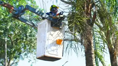 Poda y apeo en Eldorado: qué pasa en calle Zettelmann y por qué debés tener cuidado