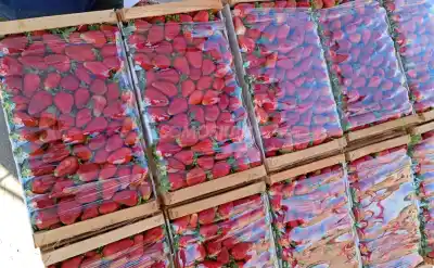 El precio de la frutilla en Jujuy sigue en caída: ¿cuánto cuesta ahora?