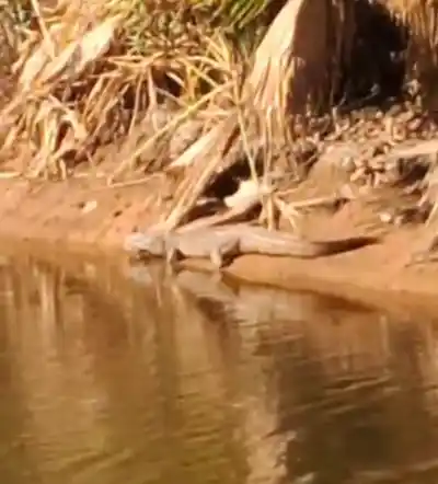 Un yacaré apareció en una laguna cordobesa y desató el misterio: ¿cómo llegó hasta allí?