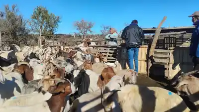 San Luis: más de 450 animales recibieron atención sanitaria en parajes rurales