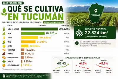 El campo tucumano en números: el mapa que revela cómo se reparten las hectáreas y qué cultivo creció 82% en un año