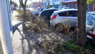 Viedma busca refuerzos para limpiar las ramas de la poda: $60 millones en juego