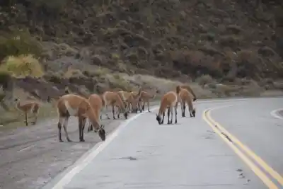 Alerta en las rutas: la sal para el hielo atrae a la fauna silvestre y crece el peligro de atropellos