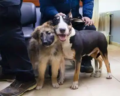 Atención vecinos de Río Grande: el Municipio abre turnos para castrar mascotas