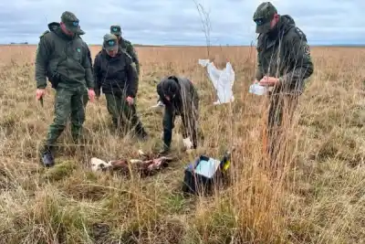 Misterio en Concepción: aparecieron animales muertos con extrañas mutilaciones y ya hay una hipótesis que inquieta a todos