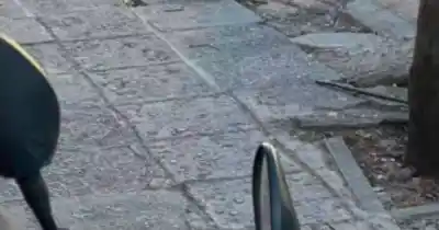 Una comadreja apareció en pleno centro salteño y desató la locura: el pedido desesperado de una vecina