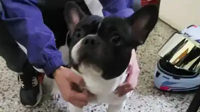Le exigieron 300 mil pesos para devolverle su perro: el insólito rescate que terminó en Cortada 832