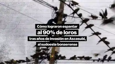 El insólito método que logró espantar al 90% de los loros que invadieron Ascasubi