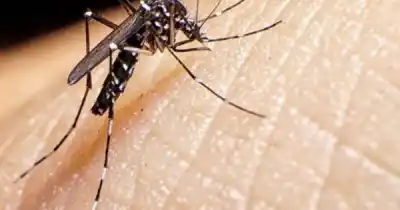 El chikunguña no da tregua en Salta: más de 200 personas siguen con secuelas y encienden las alarmas