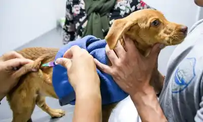 Nuevo operativo gratuito en Madryn: vacunas y castraciones para mascotas este sábado