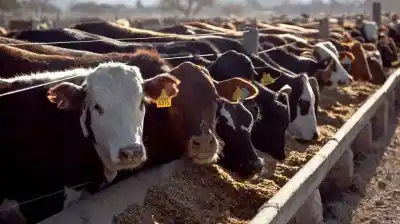 El secreto que esconden los feedlots: un récord histórico que cambia las reglas del juego ganadero