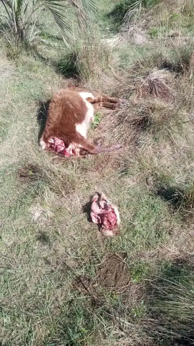 Muerte de dos vacas con mutilaciones en Concepción: crece el temor a un yaguareté