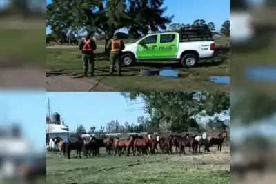 Un operativo sorpresa en la Ruta 119: 23 caballos fueron retirados antes de una tragedia