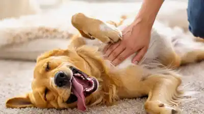 Tu perro te está diciendo algo cuando se da vuelta: lo que realmente significa ese gesto