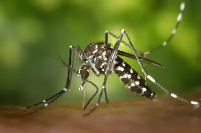 Alerta en Posadas: las lluvias crean el escenario perfecto para que el dengue dispare su propagación