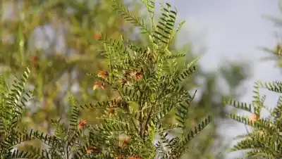 El secreto de la estepa patagónica que promete fortalecer tu cabello