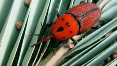 Alerta en Concordia: el Senasa revela cómo detectar al picudo rojo antes de que destruya las palmeras