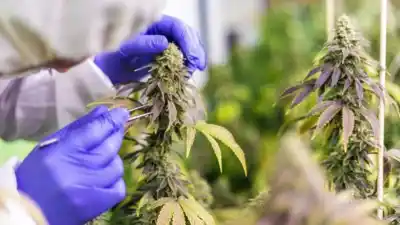El plan de CANME para dejar de ser solo cannabis y convertirse en farmacéutica