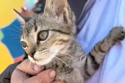 Las Termas: jornada gratuita de castración para mascotas con requisitos obligatorios