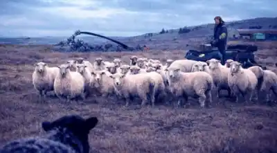 Un cineasta argentino viajó a Malvinas y encontró algo que nadie esperaba