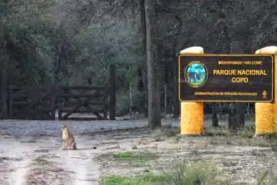 Un puma se robó la escena en el Parque Nacional Copo: apareció junto a la nueva portada de ingreso