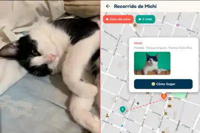 La app entrerriana que ya reunió a 20 mascotas con sus dueños: cómo funciona