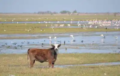 ¿Qué especies esconde el Río Dulce? La UNSE sale a relevar su fauna silvestre