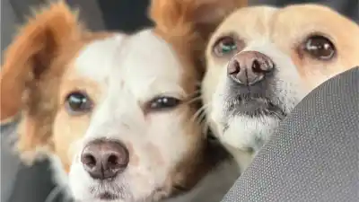 El “DNI para mascotas” que nació en Villa María y explotó en todo el país