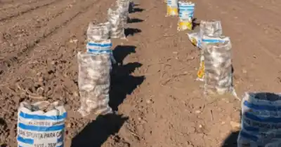 El kilo de papa lavada alcanza los $2.000 en Tandil: ¿qué hay detrás del aumento?