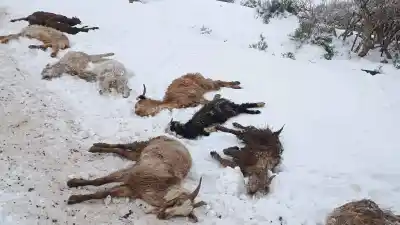 El drama oculto tras la nieve en Neuquén: crianceros aislados y animales sin comer por el temporal