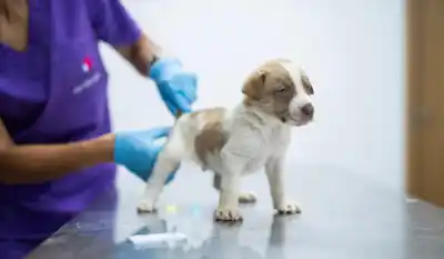 ¿Veterinaria sin título? Colegio denuncia a dueña de pet shop en la Capital y ella responde