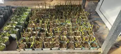 Preparan un detalle especial para las madres: 1.500 esquejes de rosas en una granja de San Luis