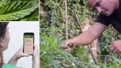 Cannabis medicinal: por qué el 'efecto séquito' revoluciona los tratamientos y qué rol juega en el sistema de salud