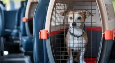 Viajar con tu mascota en el bondi de Posadas ya es ley: conocé las reglas