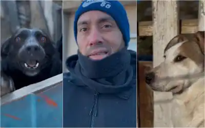 El ángel de los perros en Comodoro: alimenta a más de 30 y ahora enfrenta una deuda veterinaria