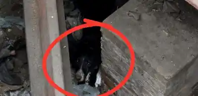 Escucharon un ladrido desesperado y encontraron al perro en un pozo de dos metros