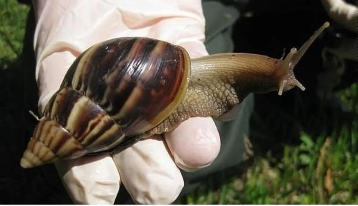 caracol_africano_senasa_andina51.jpg