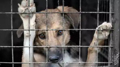 Un registro para frenar a los maltratadores de animales en San Salvador de Jujuy