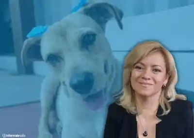 Adiós al maltrato animal: la Ley Lola que sacude a Salta y nadie esperaba