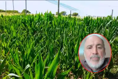Maíz en Entre Ríos: la chicharrita casi desaparece y las lluvias anticipan una campaña récord