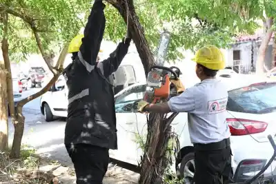 Los Reartes: qué pasa si cortás un árbol sin permiso