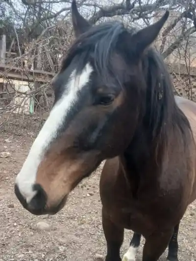 Caballos sueltos en La Cumbre: qué pasa si los dueños no aparecen en 4 días