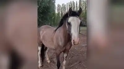 Un hachazo en la cabeza destapó un nuevo delito en el caso de las yeguas robadas