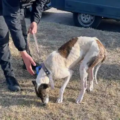 Allanamiento en San Luis: encontraron a una perra en pésimas condiciones