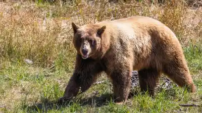 Alarma médica en Alaska: el extraño caso del hombre que contrajo una infección de foca tras tocar un oso