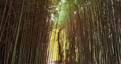 El increíble sendero del Bambú que es furor en Villa Amancay