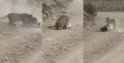 Un video impactante en Mendoza: el momento exacto en que un puma atrapa a su presa frente a una moto